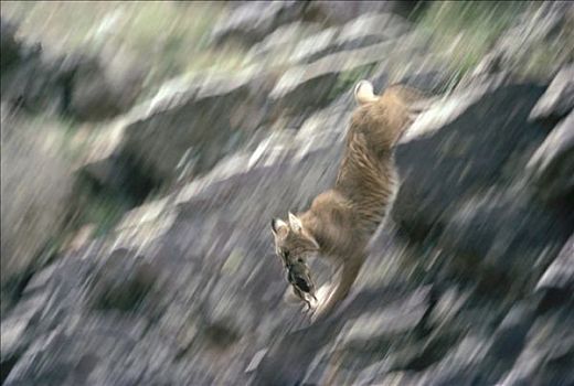 美国山猫,短尾猫,捕获,红松鼠,夏天,爱达荷