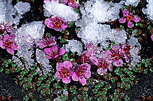 紫色,虎耳草属植物,遮盖,迟,季节,下雪,斯瓦尔巴群岛,北极,挪威