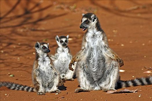 节尾狐猴,狐猴,成年,女性,年轻,禁猎区,马达加斯加