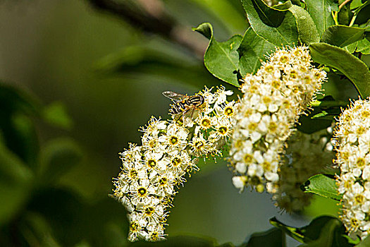 蜜蜂,授粉,花,植物,蒙大拿,美国