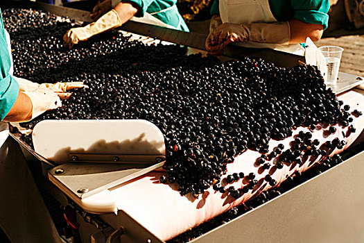 葡萄,传送带,葡萄酒厂,里奥哈,西班牙