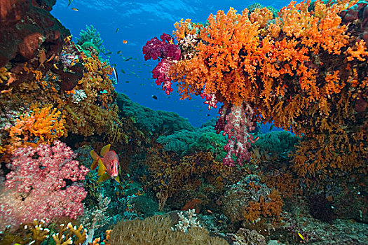 彩色,软珊瑚,印度尼西亚,四王群岛,区域,巴布亚岛,伊里安查亚省