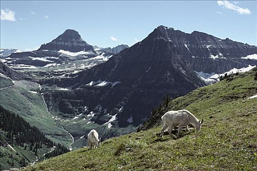 石山羊,雪羊,一对,放牧,落基山脉,北美