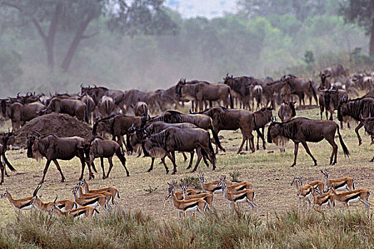 非洲,肯尼亚,马赛马拉,牧群,瞪羚,斑马,角马
