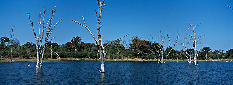秃树,湖,卡里巴湖,马图萨顿纳国家公园,津巴布韦