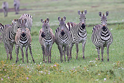 五个,怀孕,雌性,斑马,凝视,看镜头,警惕,恩戈罗恩戈罗,保护区,坦桑尼亚