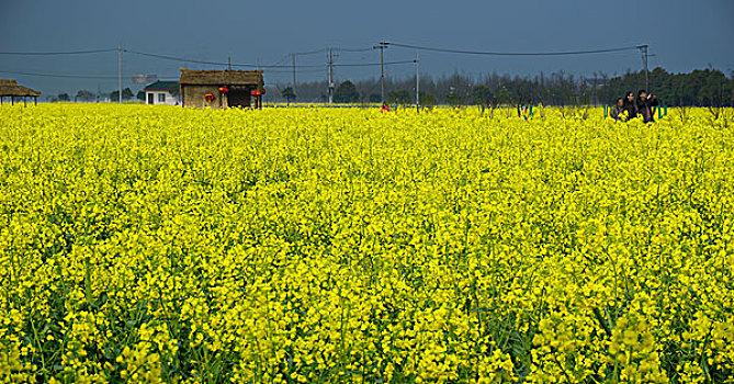 上海,奉贤,油菜花