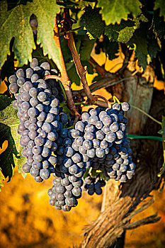 桑娇维塞,葡萄,成熟,葡萄园,靠近,蒙蒂普尔查诺红葡萄酒,托斯卡纳,意大利