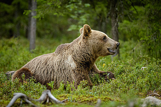 欧洲,棕熊,熊,卧,石南花,树林,芬兰