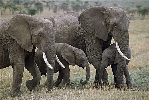 非洲象,女性,幼兽,马赛马拉国家保护区,肯尼亚
