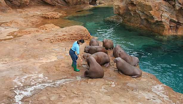 香港海洋公园海象