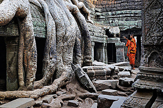 柬埔寨,收获,吴哥,和尚,大树,根部,上方,建筑,庙宇,建造,12世纪