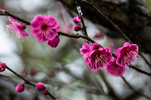 梅花报春