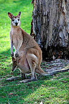 敏捷,小袋鼠,坐,向上,幼兽,南,岛屿,昆士兰,澳大利亚