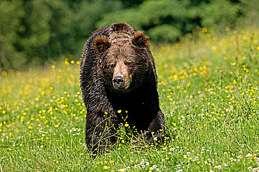 棕熊,成年,走,草地