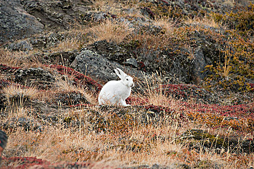 格陵兰,大,峡湾,北极兔,兔属,苔原,栖息地,大幅,尺寸