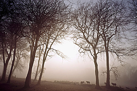 晨雾,威克洛郡,爱尔兰