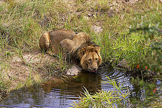 非洲狮,狮子,雄性,饮用水,马赛马拉,公园,肯尼亚