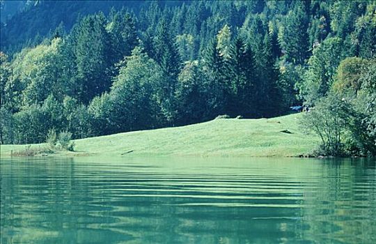 湖,混交林,瑞士