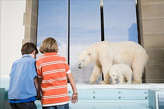 男孩,看,北极熊,博物馆