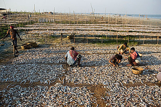 渔民,工作,干燥,鱼肉,植物,流行,大,产业,沿岸,区域,孟加拉,十一月,2008年