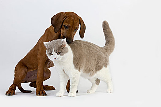 雄性,丁香,白色,英国短毛猫,家猫,罗德西亚背脊犬,3个月,老,小狗