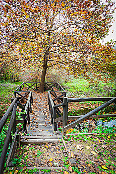 木板路,河流,树,秋天,希腊
