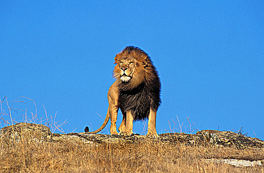 非洲狮,狮子,雄性,环顾