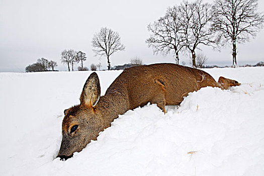 死,欧洲,麈鹿,鹿,冬天,雪