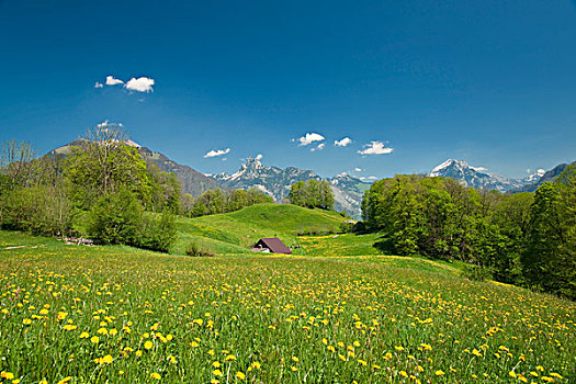 春天,景色,砖,小屋,瑞士,欧洲