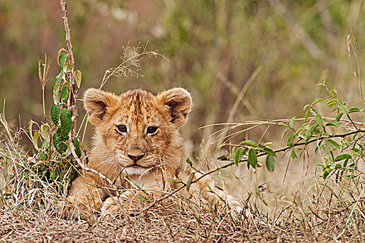 幼狮,狮子,马赛马拉,野生动植物保护区,肯尼亚