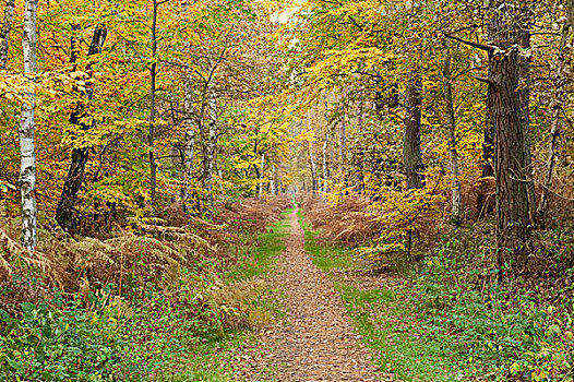 秋天,树林,梅克伦堡前波莫瑞州,德国,欧洲