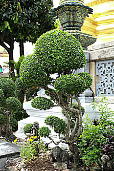 寺庙树木景观树