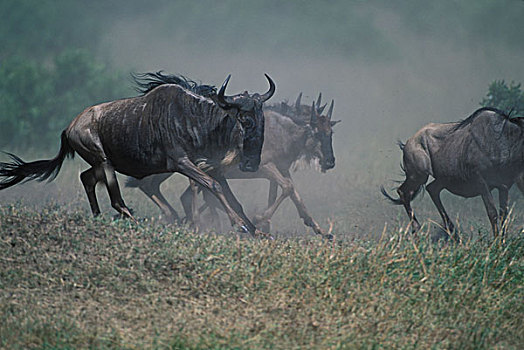 肯尼亚,马塞马拉野生动物保护区,巨大,角马,牧群,堤岸,河,迁徙