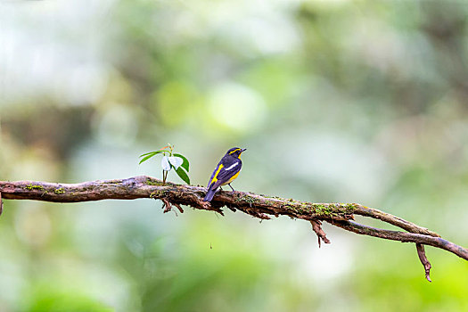 常单独在树冠层枝叶间活动及捕食昆虫的黄眉鸲鹟鸟