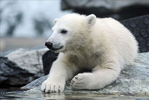 年轻,北极熊,斯图加特,巴登符腾堡,德国,欧洲