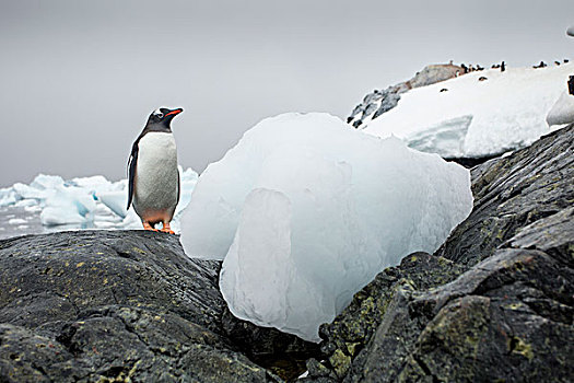 南极,巴布亚企鹅