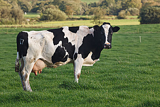 黑白花牛,母牛,科克郡,爱尔兰