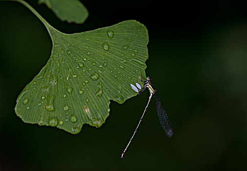 蜻蜓029