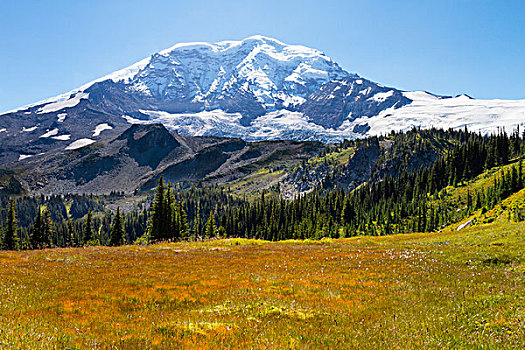 美国,华盛顿,雷尼尔山国家公园,雷尼尔山,草地,北方,侧面视角