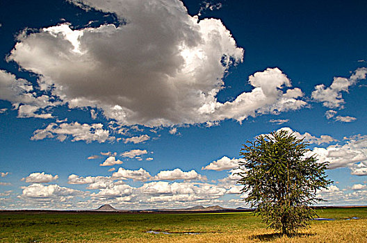 树,土地,塔兰吉雷国家公园,坦桑尼亚