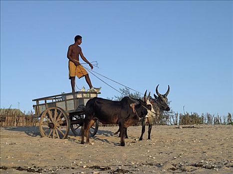 男青年,袋,糖,海滩