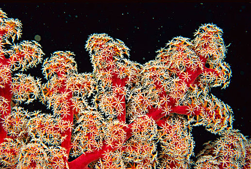 珊瑚,珊瑚虫,进食,大堡礁,澳大利亚