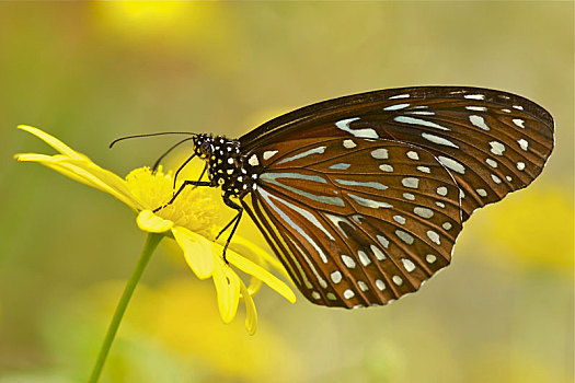 蝴蝶,花,金马伦高地,西部,马来西亚
