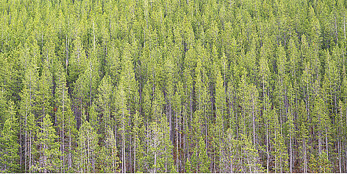 松树,蒙大拿,美国