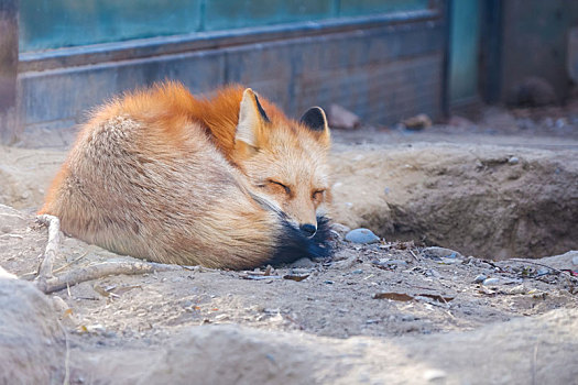 北京动物园冬日的赤狐