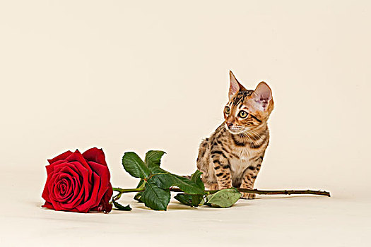 孟加拉,小猫,玫瑰