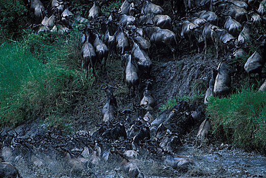 肯尼亚,马塞马拉野生动物保护区,巨大,角马,牧群,河,塞伦盖蒂,迁徙