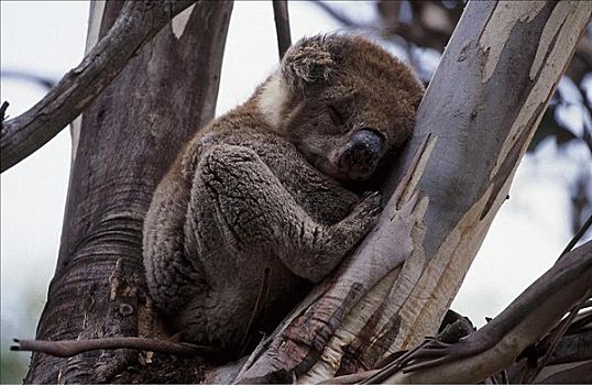 困,树袋熊,疲倦,睡觉,野生动物,橡胶树,袋鼠,岛屿,澳大利亚