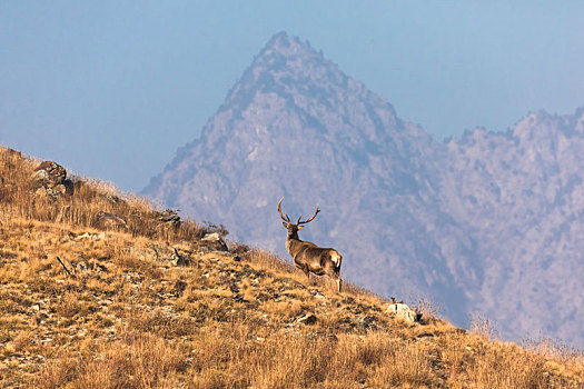 贺兰山马鹿